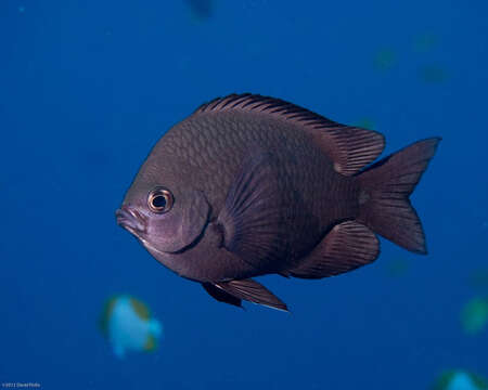 Image of Three-spot chromis