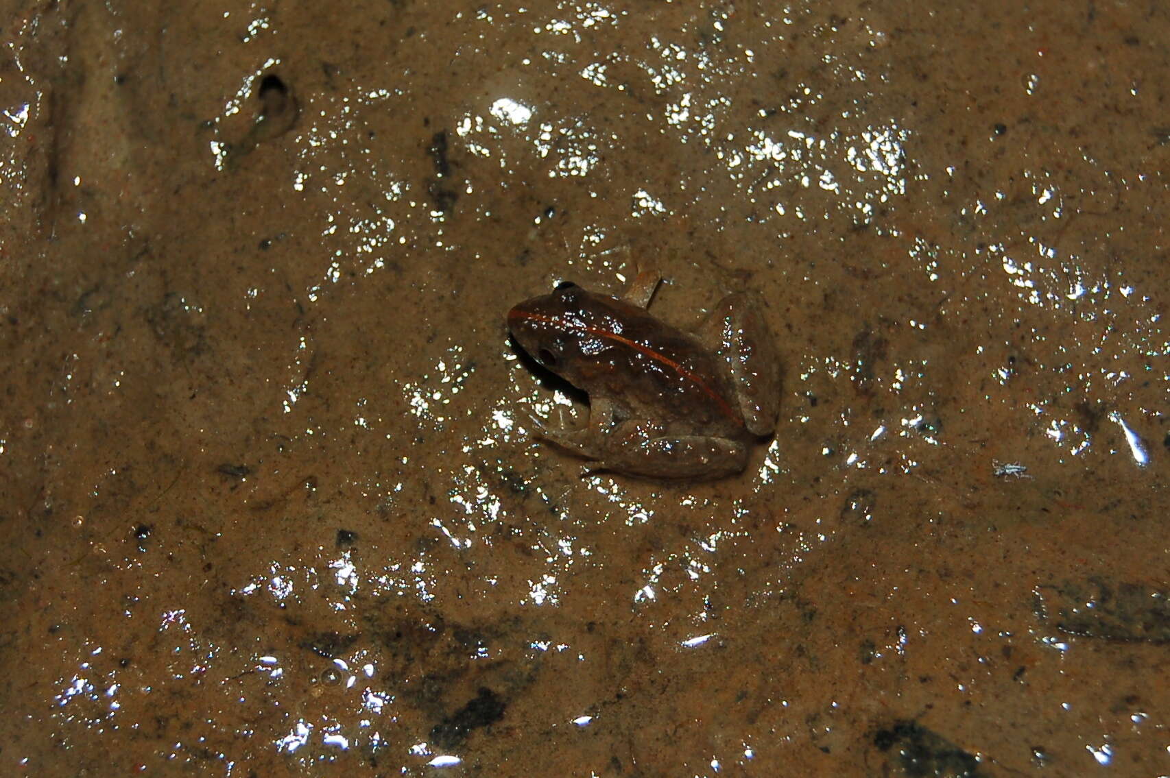 Image de Pseudopaludicola falcipes (Hensel 1867)