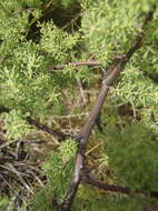 Image of Asparagus rubicundus P. J. Bergius