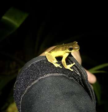 Image of executioner treefrog