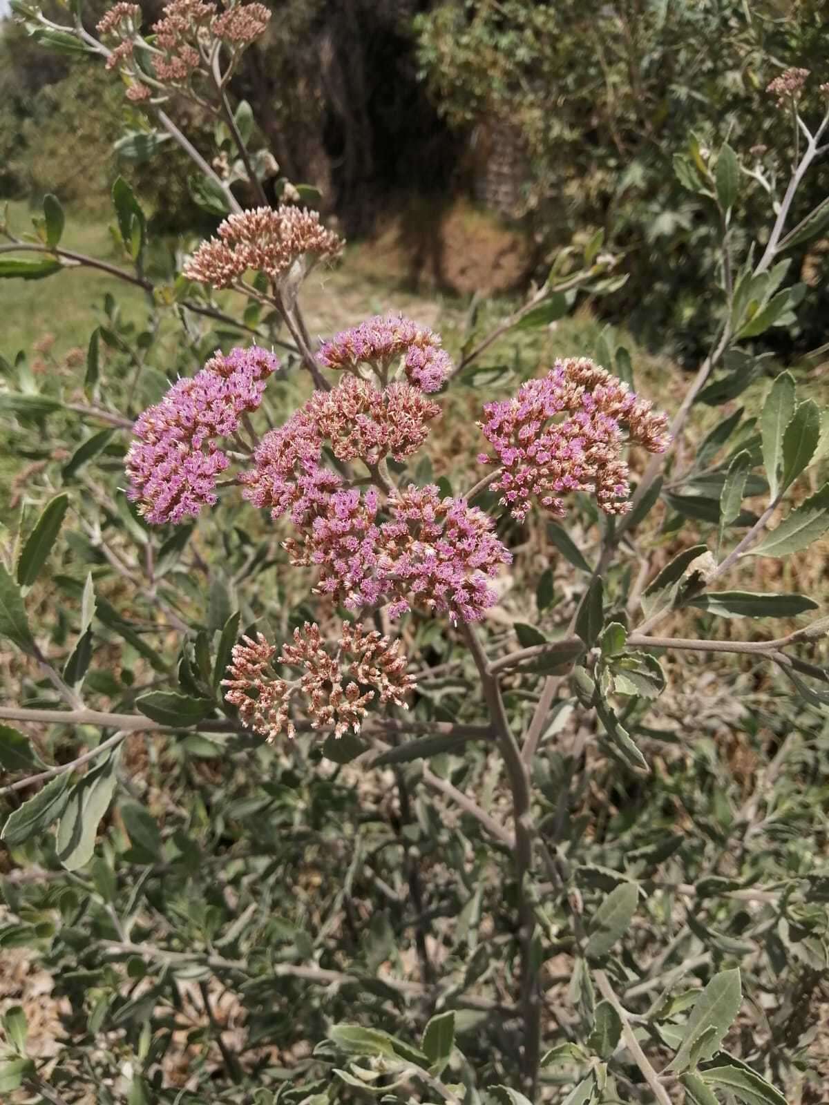 Plancia ëd Tessaria integrifolia var. ambigua (DC.) S. E. Freire