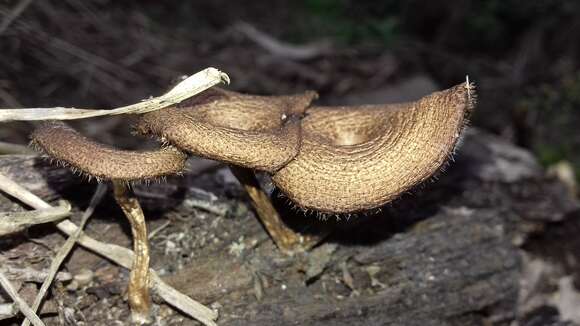 Image of Lentinus crinitus (L.) Fr. 1825