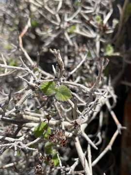 Image of fivepetal cliffbush