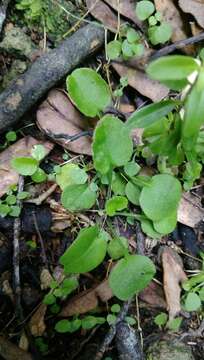 Imagem de Myosotis spathulata Forst. fil.