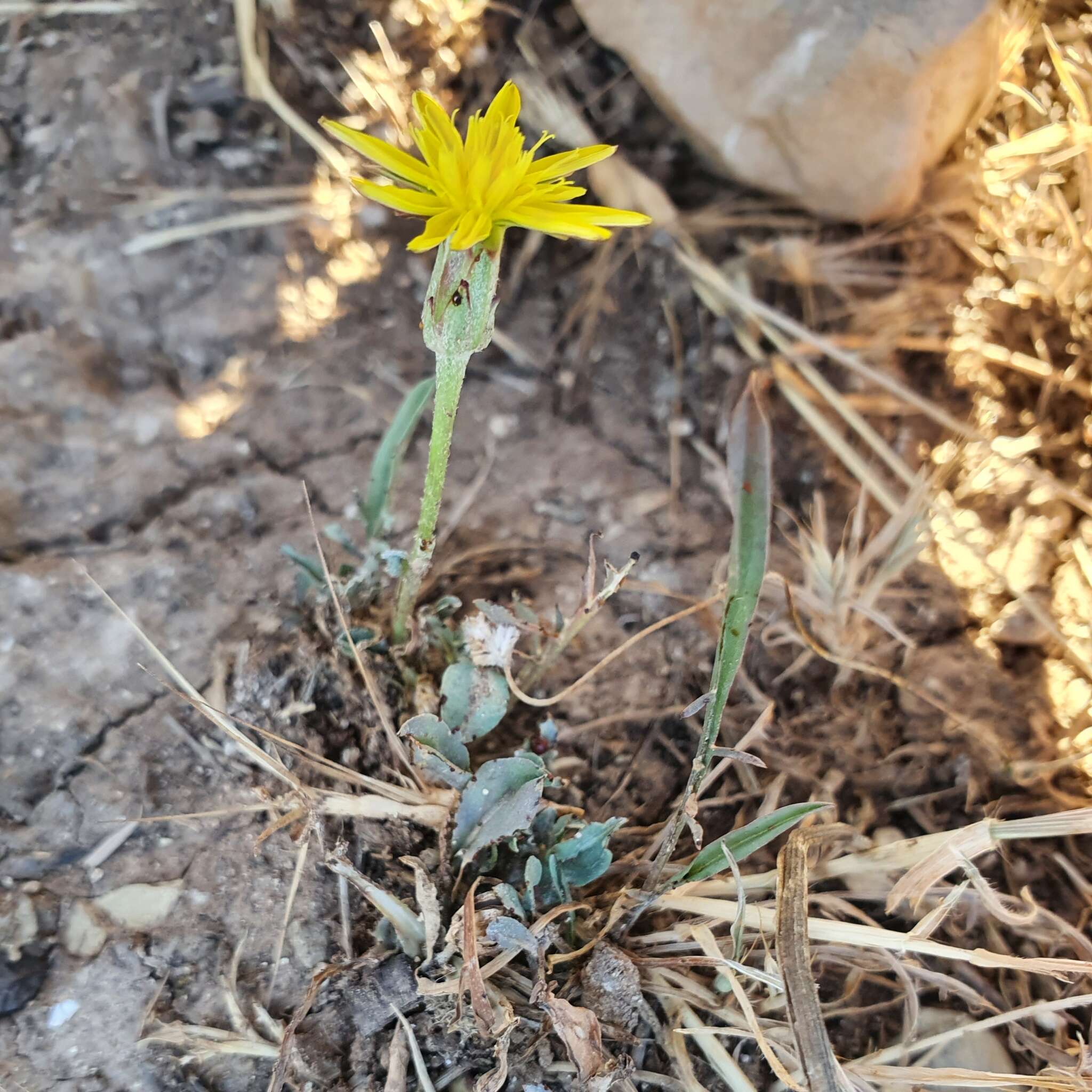 Image of Pseudopodospermum brevicaule (Vahl) Zaika, Sukhor. & N. Kilian