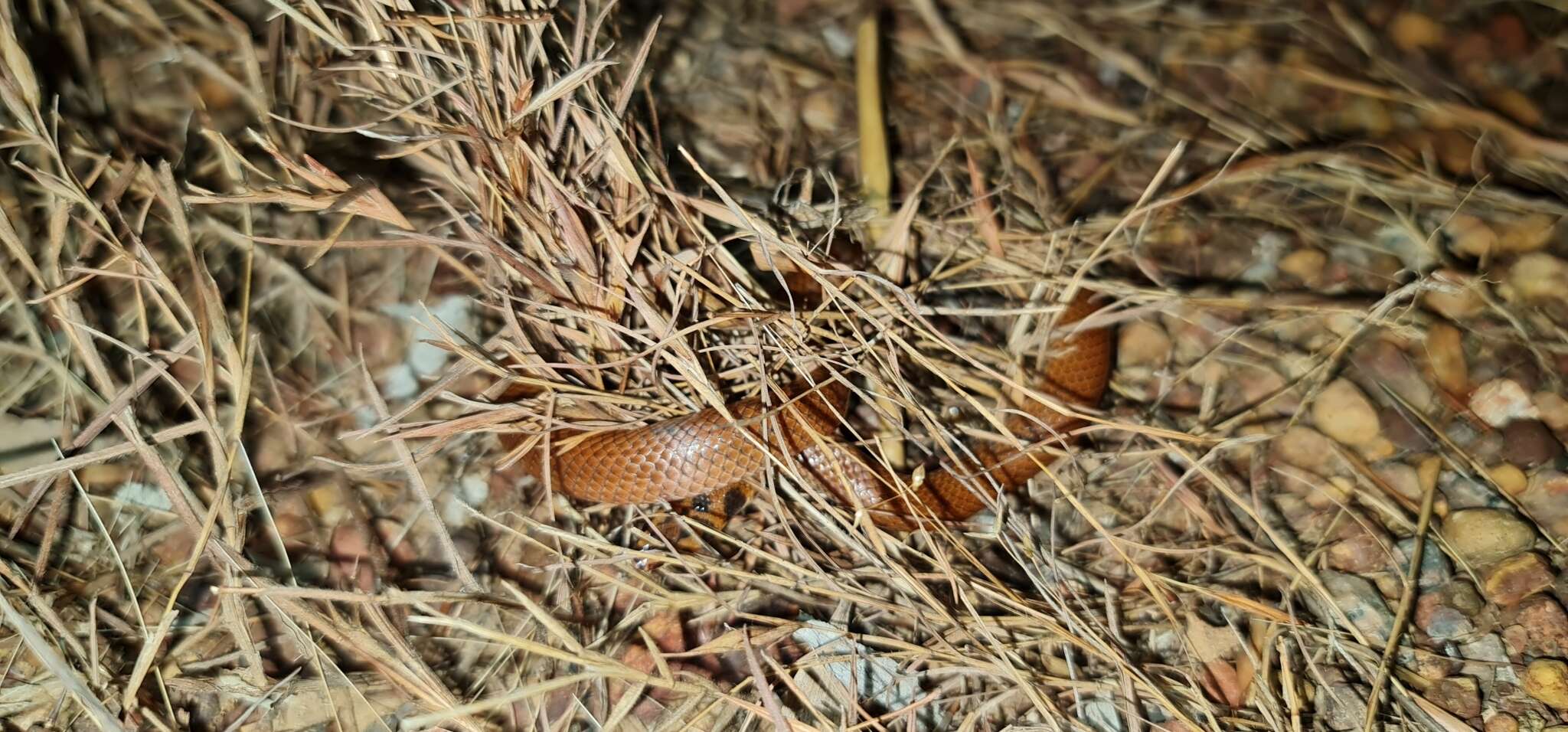 Image of Little Spotted Snake