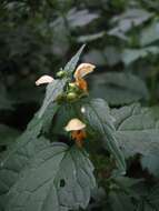 Image of Lamium galeobdolon subsp. flavidum (F. Herm.) Á. Löve & D. Löve