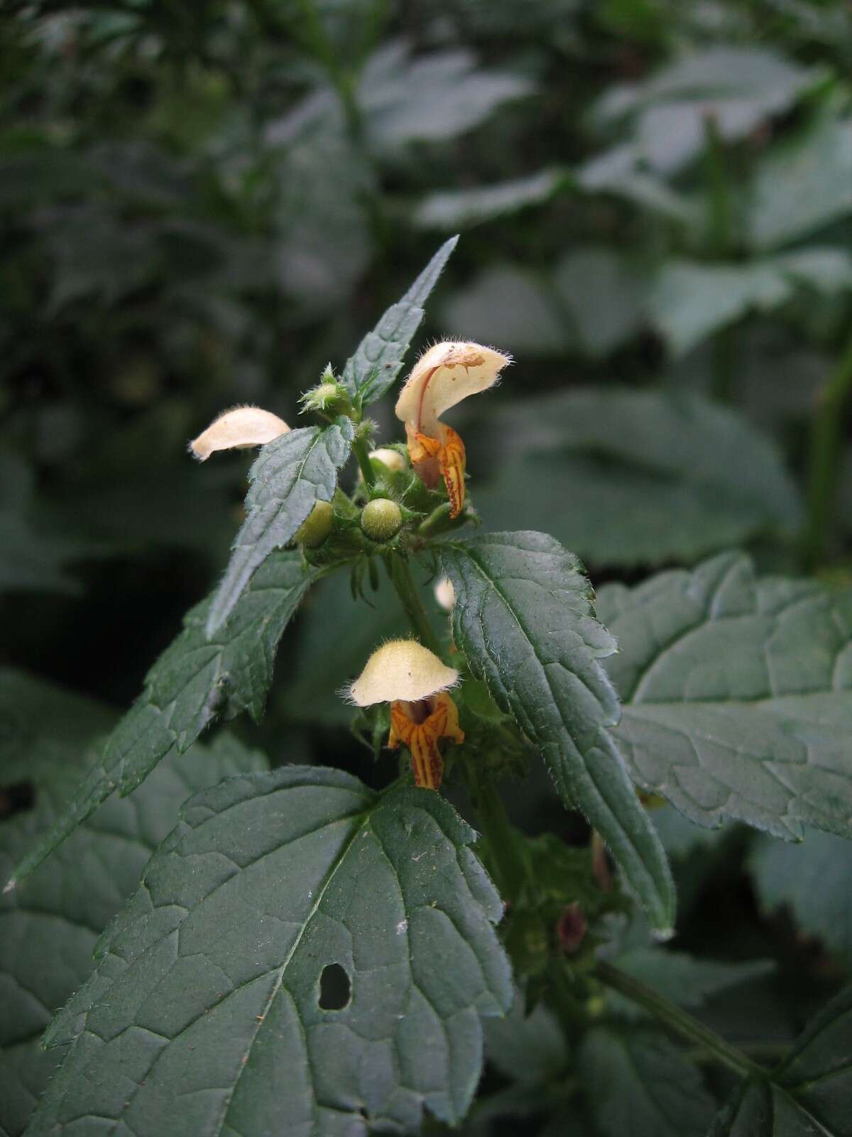 Imagem de Lamium galeobdolon subsp. flavidum (F. Herm.) Á. Löve & D. Löve