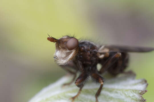 Image of Myopa vicaria Walker 1849