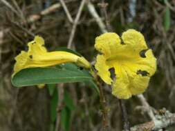 Image of Tabebuia nodosa (Griseb.) Griseb.