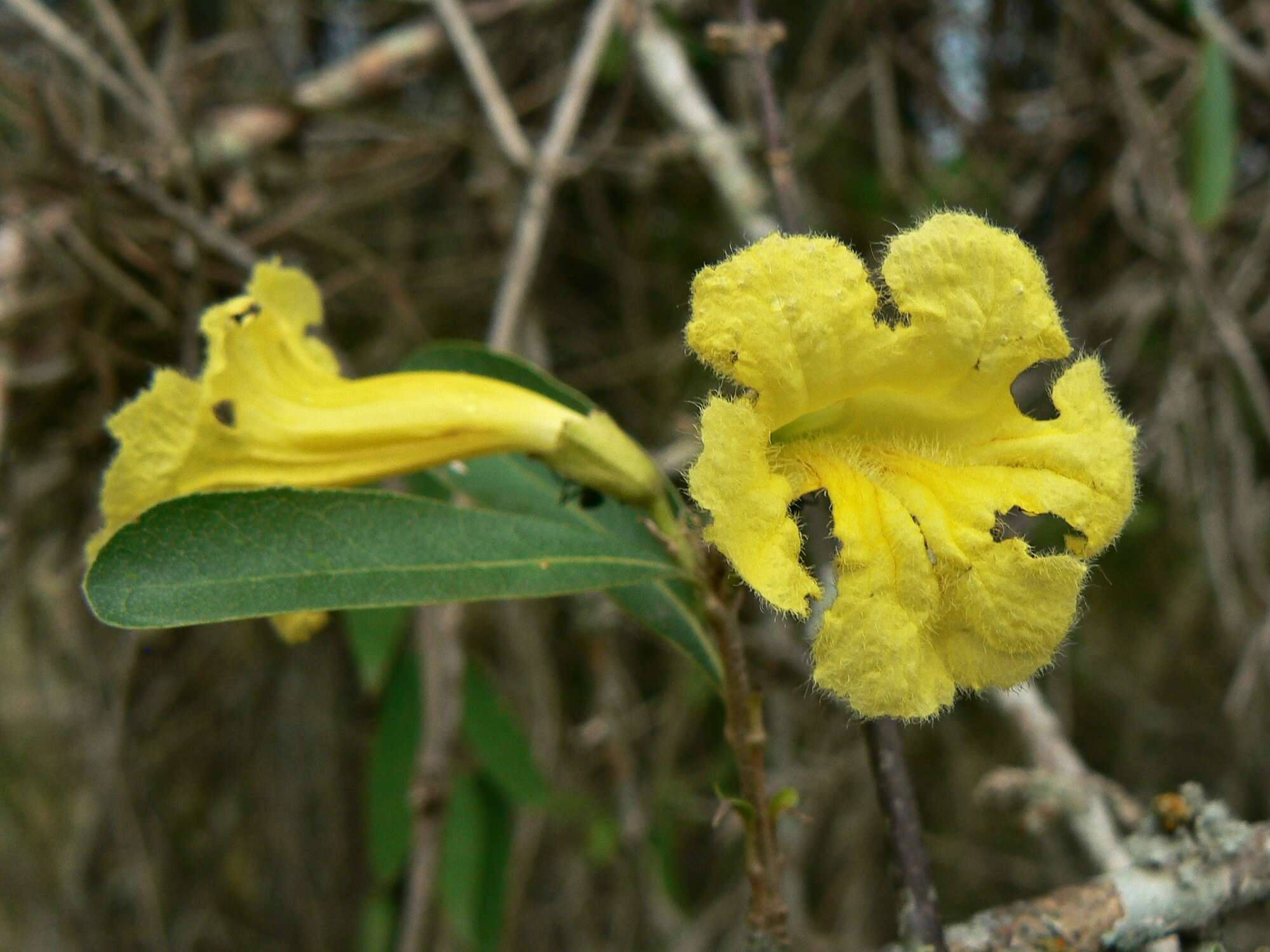 Image de Tabebuia nodosa (Griseb.) Griseb.