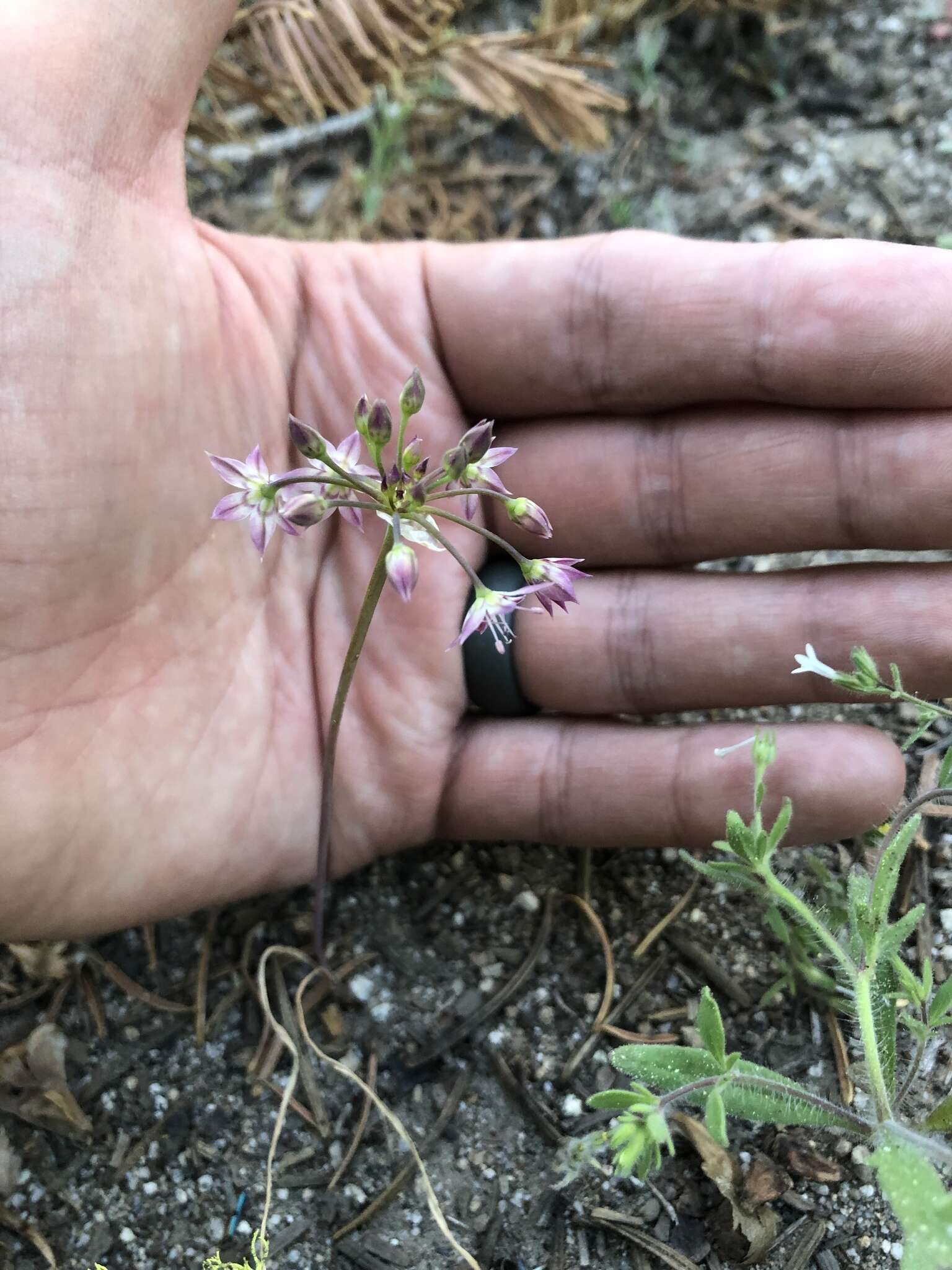 Image of dusky onion