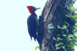 Image of Robust Woodpecker