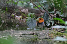 Image of Japanese Robin