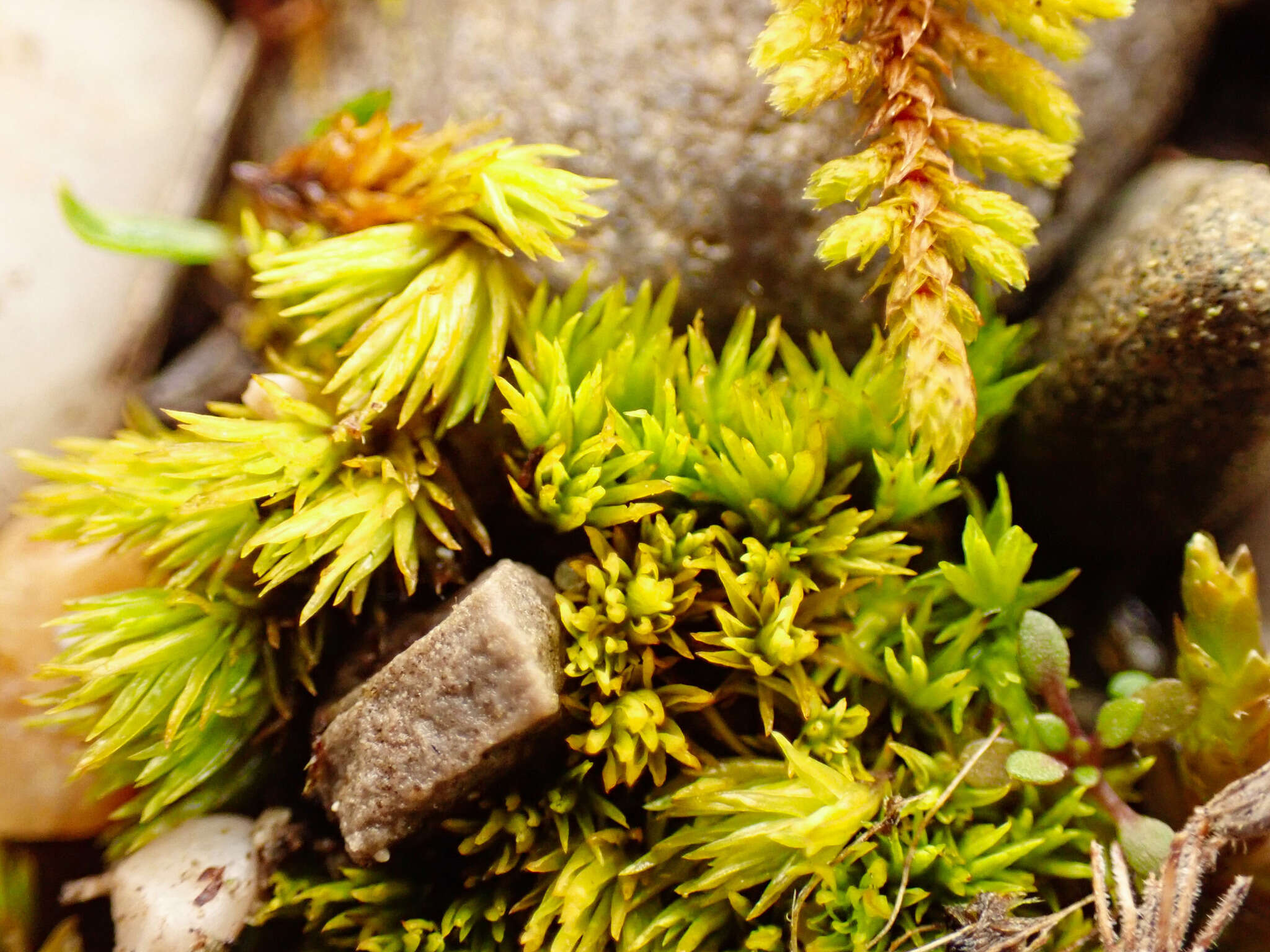 Image of tortella moss