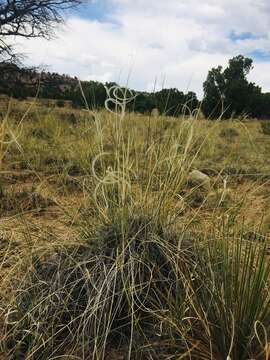 Image of New Mexico feathergrass