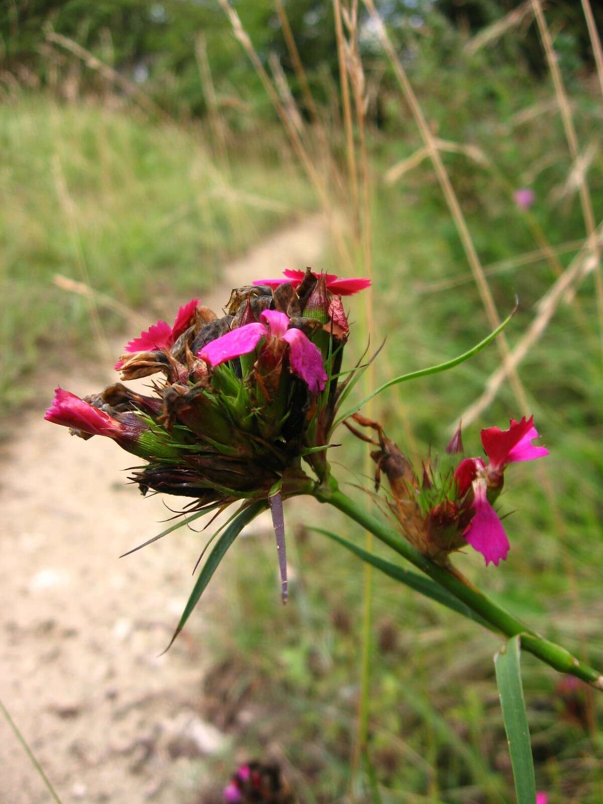 Image de Dianthus balbisii Ser.