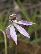 Image of Caladenia atrochila D. L. Jones