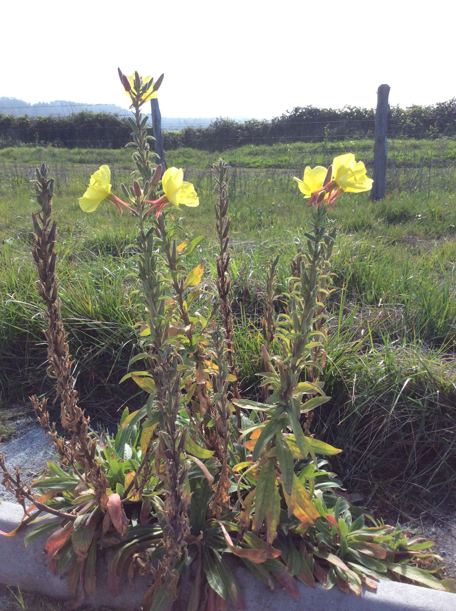 Oenothera elata Kunth的圖片