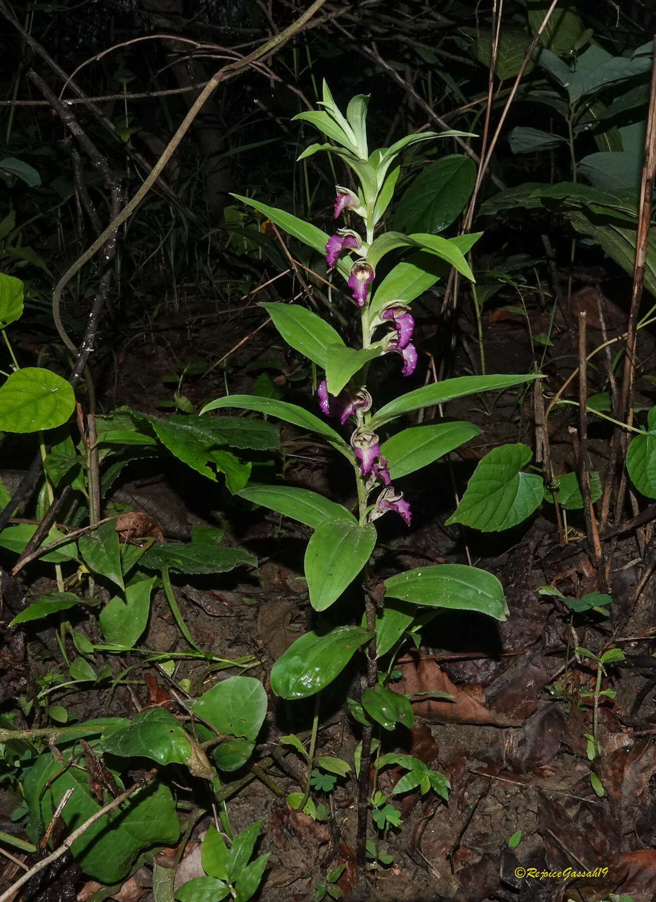 Image de Brachycorythis helferi (Rchb. fil.) Summerh.