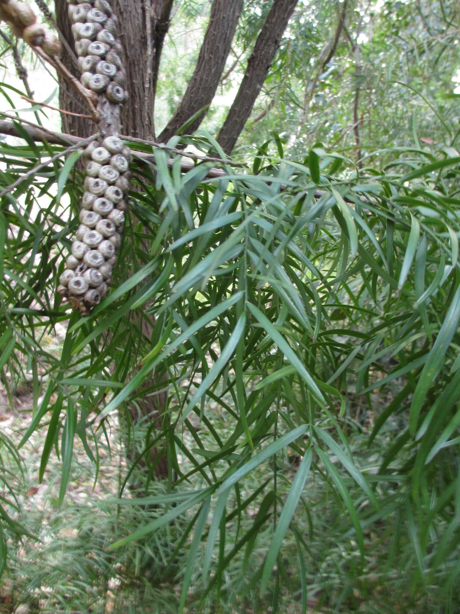 صورة Callistemon linearis (Schrad. & Wendl.) Colv. ex Sweet