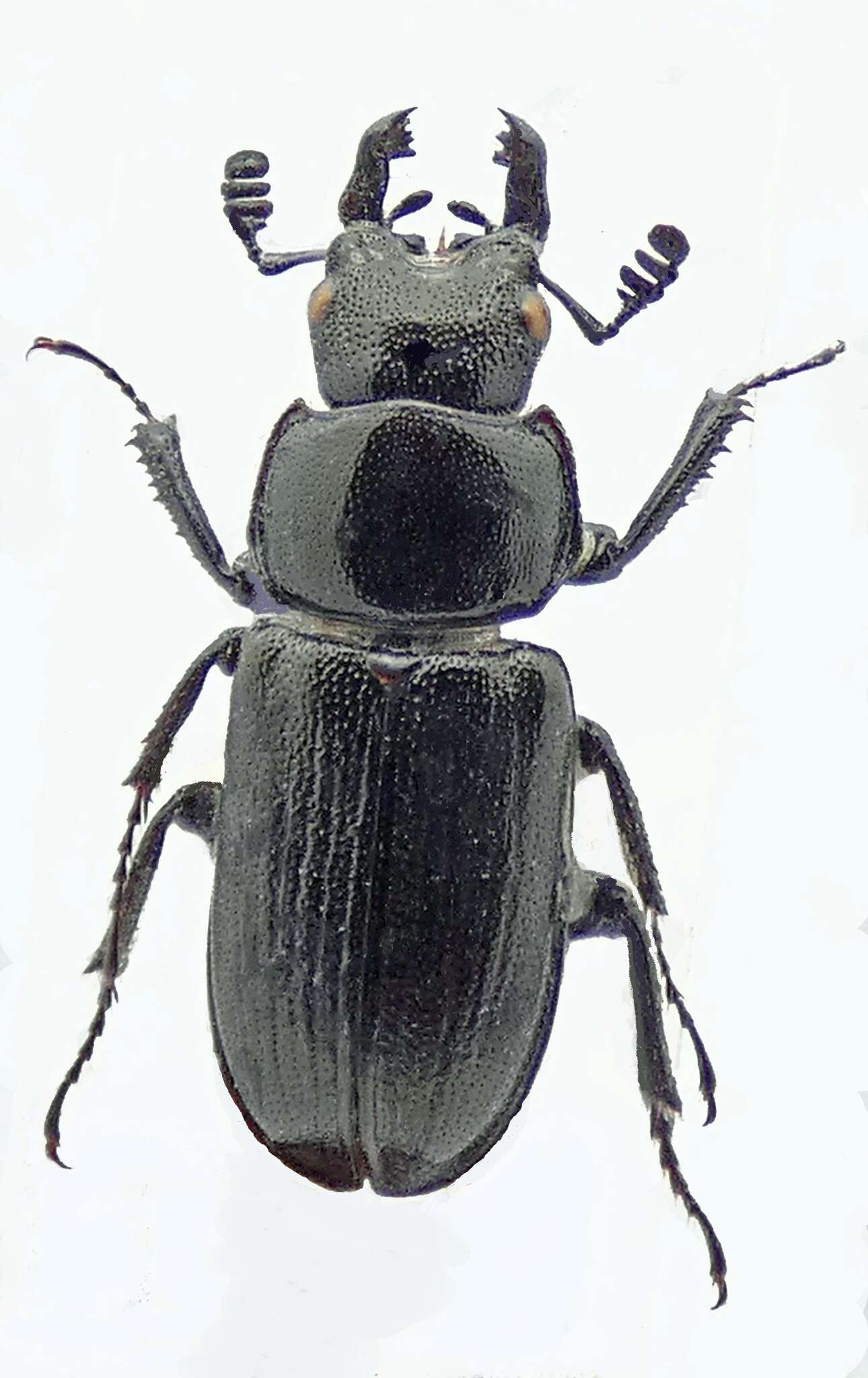 Sivun Platycerus quercus (Weber 1801) kuva