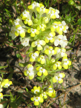 Image de Castilleja campestris subsp. campestris