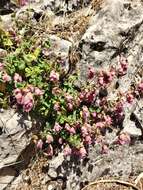 Imagem de Origanum libanoticum Boiss.