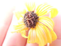 Image of Algodones sunflower