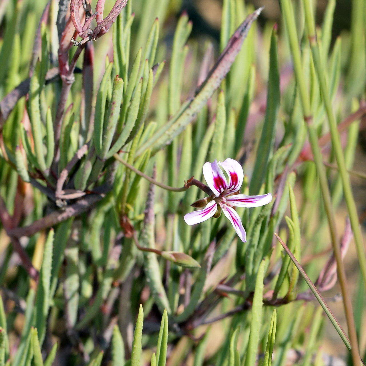 Image of Pelargonium laevigatum subsp. diversifolium (J. C. Wendl.) C. M. Schonken