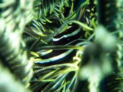 Image of Oneline clingfish