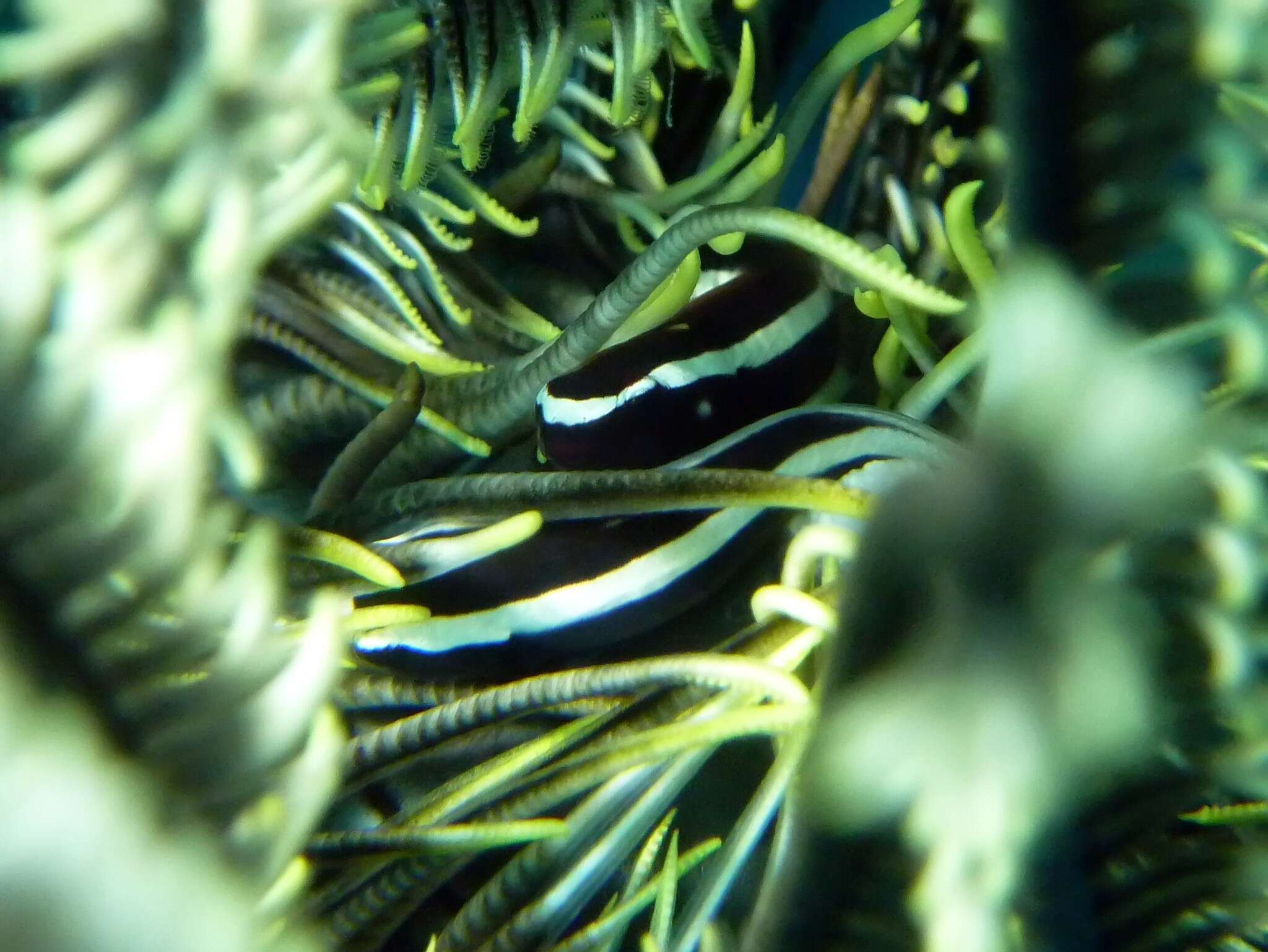 Image of Oneline clingfish