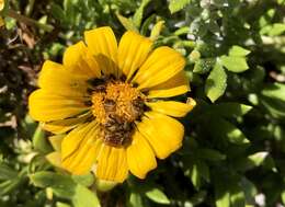 Image of Gazania maritima Levyns