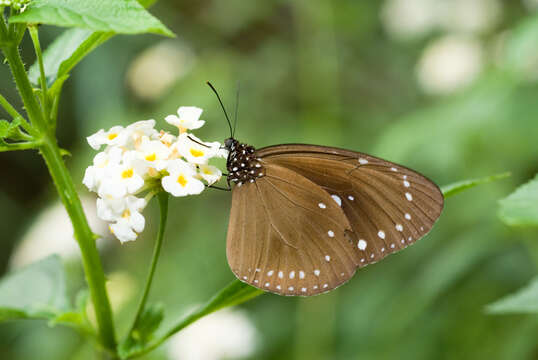 Image of Euploea tulliolus koxinga Fruhstorfer 1908