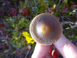 Image of Mycena megaspora Kauffman 1933