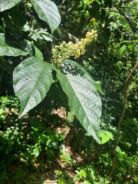 Image de Microcos paniculata L.