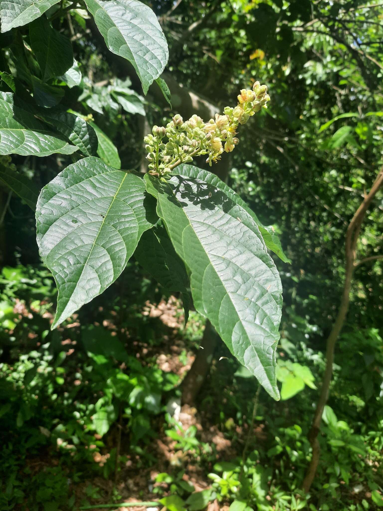 Image of Microcos paniculata L.