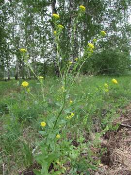 Image of ball mustard