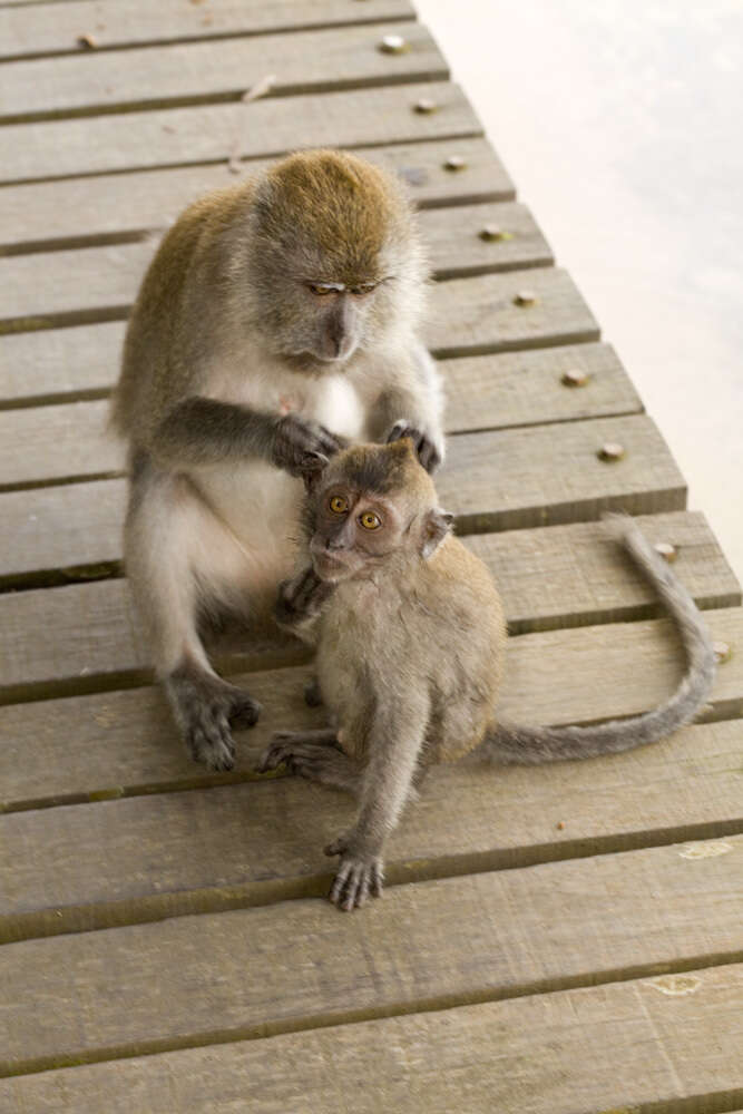 Image of Long-tailed Macaque