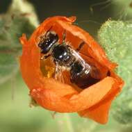 Image of Calliopsis subalpina Cockerell 1894