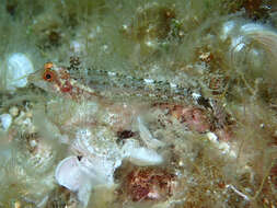 Image of Black-faced Blenny