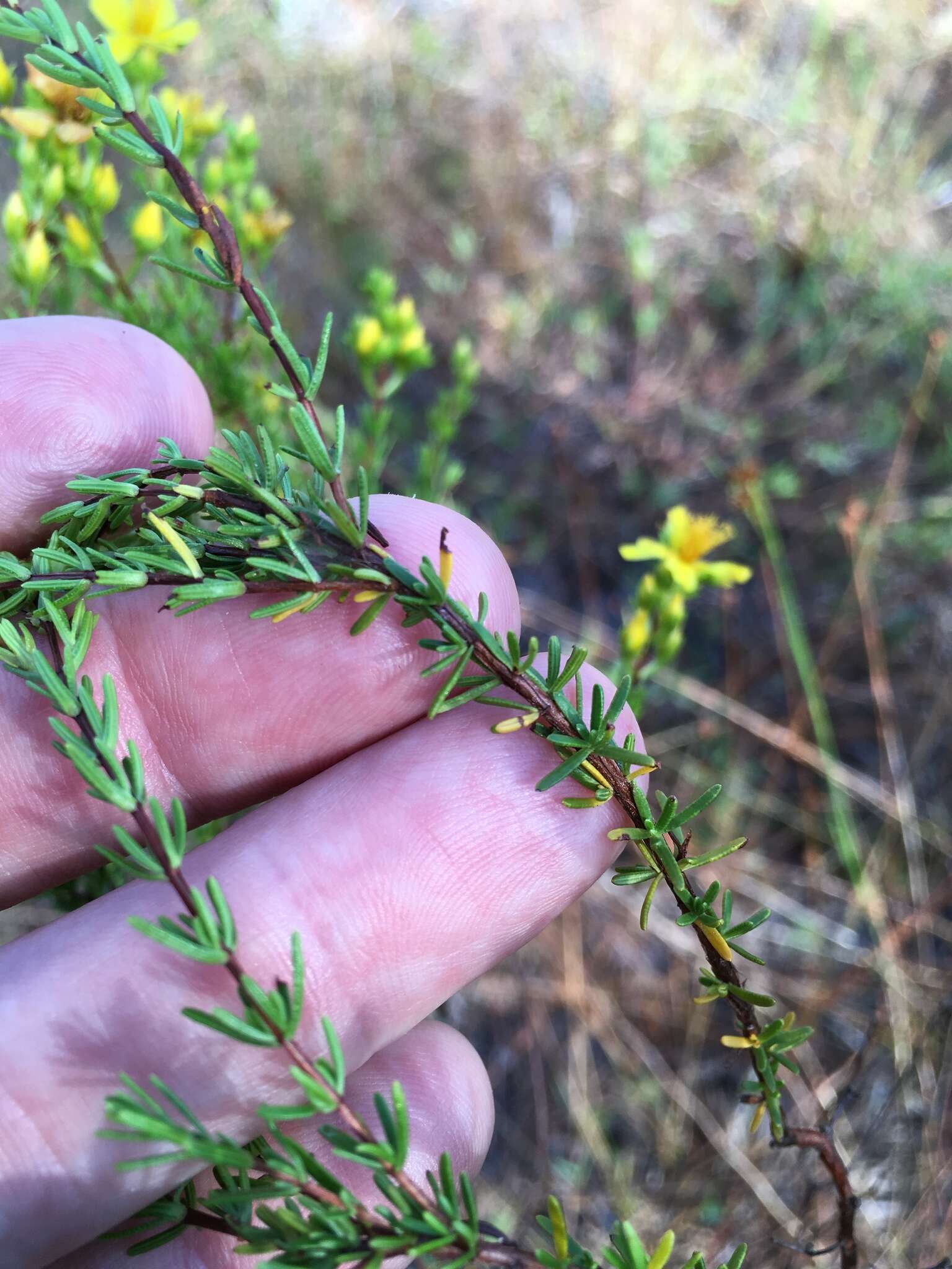 Image of Atlantic St. John's-Wort