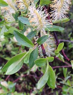 Слика од Salix pseudomyrsinites Anderss.