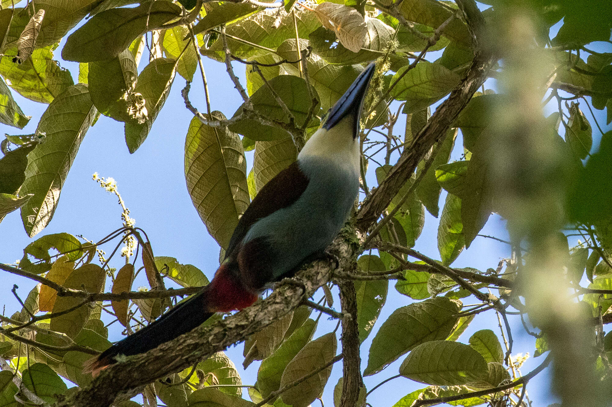 Image of Black-billed Mountain Toucan