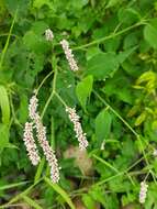 Image de Persicaria attenuata subsp. pulchra (Bl.) K. L. Wilson