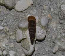 Image of Tree snail