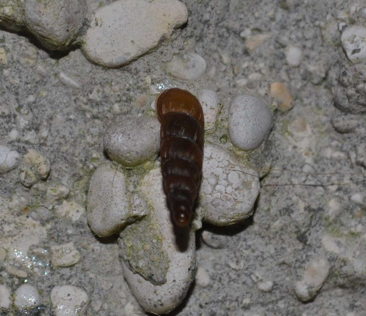 Image of Tree snail