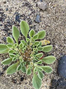 Image of Purslane-leaved aizoon