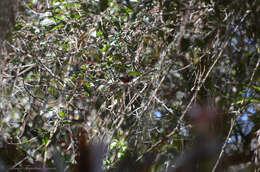 Image of Pink-headed Warbler