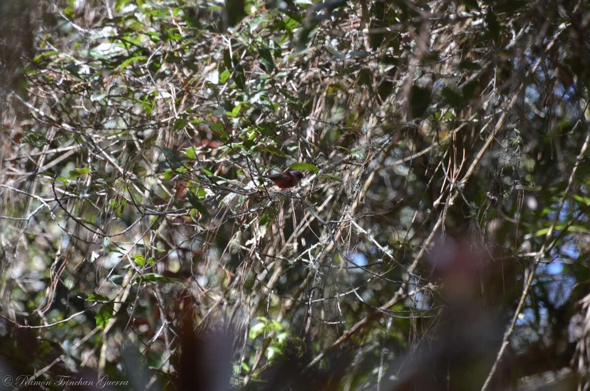 Image of Pink-headed Warbler